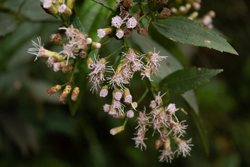 wild flowers of nature