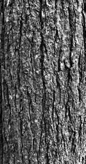 Pine Bark 