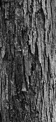 Butternut Hickory Bark 