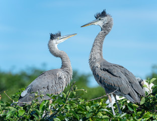 Blue Heron Chicks