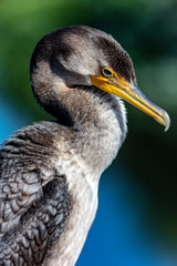 Anhinga
