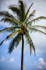 Fototapeta na wymiar Palm Tree on the Beach