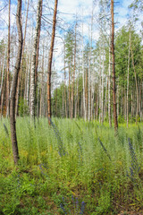 Fabulous pine, birch forest. Tall trees, flowers of the forest. Green landscape. Summer.