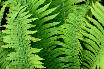 Tropical fern leaves close up. Concept - postcards, wallpaper.