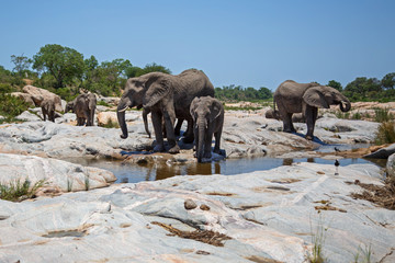 Fototapeta na wymiar elephant herd drinking in Kruger National Park in South Africa