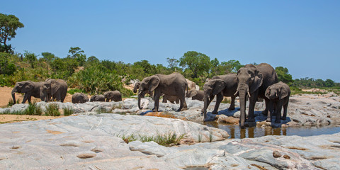 elephant herd drinking in Kruger National Park in South Africa