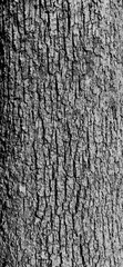 White Oak Bark 