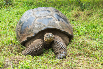 Galapagos giant tortoise