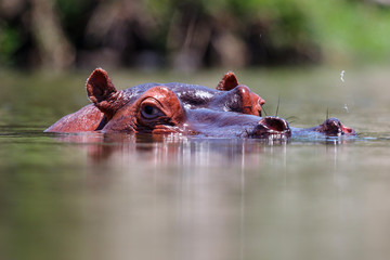 Hippopotamus at a dam in a river in Kruger National Park in South Africa