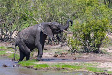 Elephant coming out of the water in Kruger National Park in South Africa