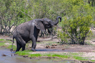 Fototapeta premium Elephant coming out of the water in Kruger National Park in South Africa