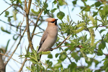 Bombycilla garrulus. Waxwings on the branches among the leaves of willow