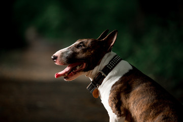 Beautiful dog breed bull terrier walks on green nature