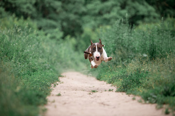 Beautiful dog breed bull terrier walks on green nature