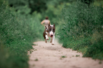 Beautiful dog breed bull terrier walks on green nature