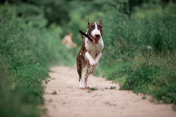 Beautiful dog breed bull terrier walks on green nature