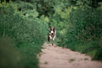 Beautiful dog breed bull terrier walks on green nature
