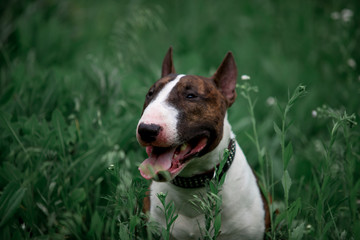 Beautiful dog breed bull terrier walks on green nature