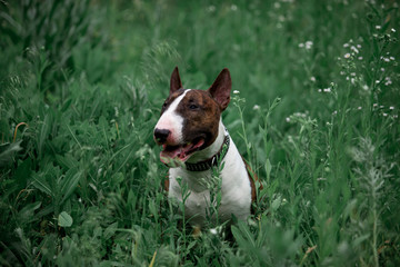 Beautiful dog breed bull terrier walks on green nature