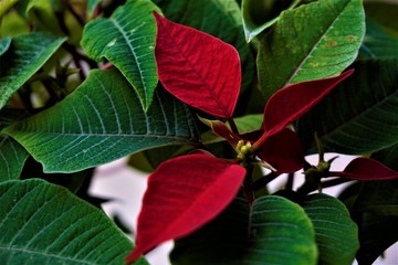 Poinsettia plant with red leaves at Christmas time