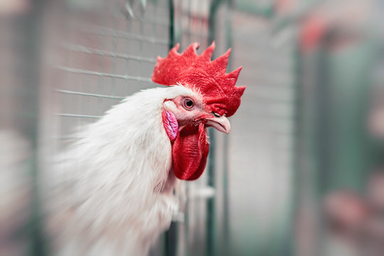 Portrait of the white rooster in a cage close-up. Cock in cages of industrial farm, farm birds, poultry farming and agriculture