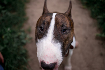 Beautiful dog breed bull terrier walks on green nature