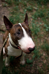 Beautiful dog breed bull terrier walks on green nature