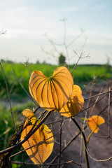 light splashing on shape of Heart leaves