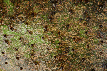 Texture of tropical soursop fruit