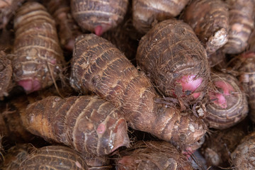 Manihot esculenta (YUCA ) market of valladolid, Mexico