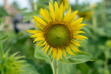 Flower sun shines toward the earth