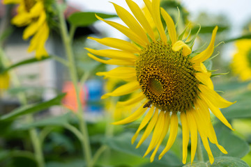 Flower sun shines toward the earth