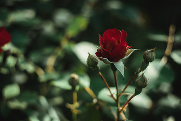 Beautiful red rose in the garden on blurred background. Selective soft focus. As floral background for your art project