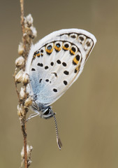 Small butterfly of lycaenidae family laying on plant on light brown background