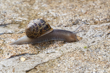 Snail crawling on a wall in Brittany