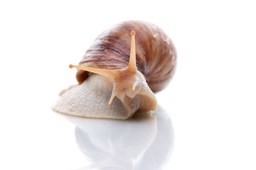 Akhatina snail close up isolated on white background. Concept collagen mask, snail mucus, skin rejuvenation procedure. Cosmetology and skin youth