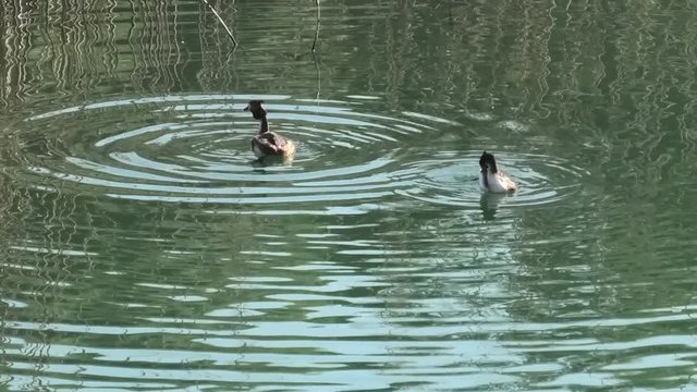 la toeletta degli svassi