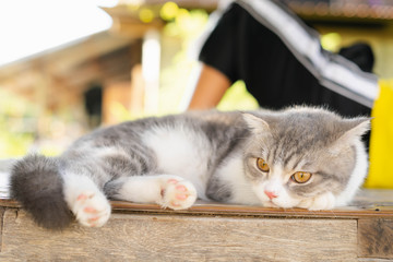 Kitten Cat Scottish Fold Gray white