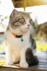 Kitten Cat Scottish Fold Gray white