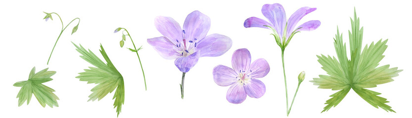 Fototapeta na wymiar Botanical watercolor illustration set of lilac geranium flowers isolated on white background. Perfect for web design, cosmetics design, package, textile, wedding invitation, logo