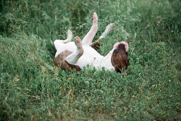 Beautiful dog breed bull terrier walks on green nature