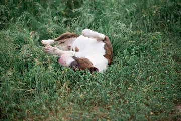 Fototapeta premium Beautiful dog breed bull terrier walks on green nature