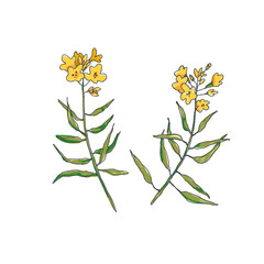 Vector set of mustard branches in sketch style. Hand drawn botanical illustration of plants with flowers isolated on white