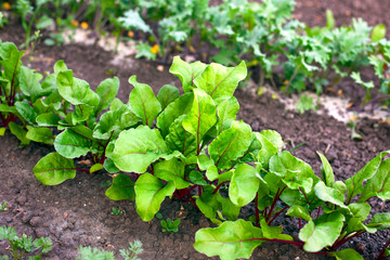 Garden bed with young beets.