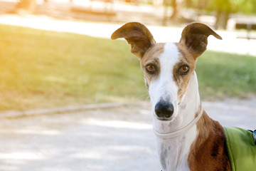greyhound in a park looking at you with the ears up