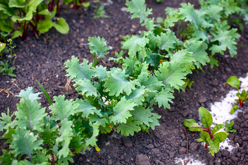 Garden bed with young Kale leaves.