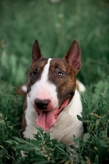 Beautiful dog breed bull terrier walks on green nature