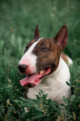 Beautiful dog breed bull terrier walks on green nature
