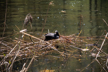 View of a small lake with a Eurasian coot (Fulica atra) while nesting on a bird's nest in the lake...