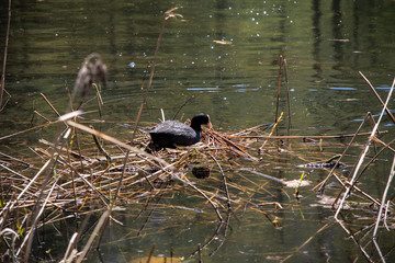 View of a small lake with a Eurasian coot (Fulica atra) while nesting on a bird's nest in the lake in the Swiss Alps in the Davos / Kloster area.